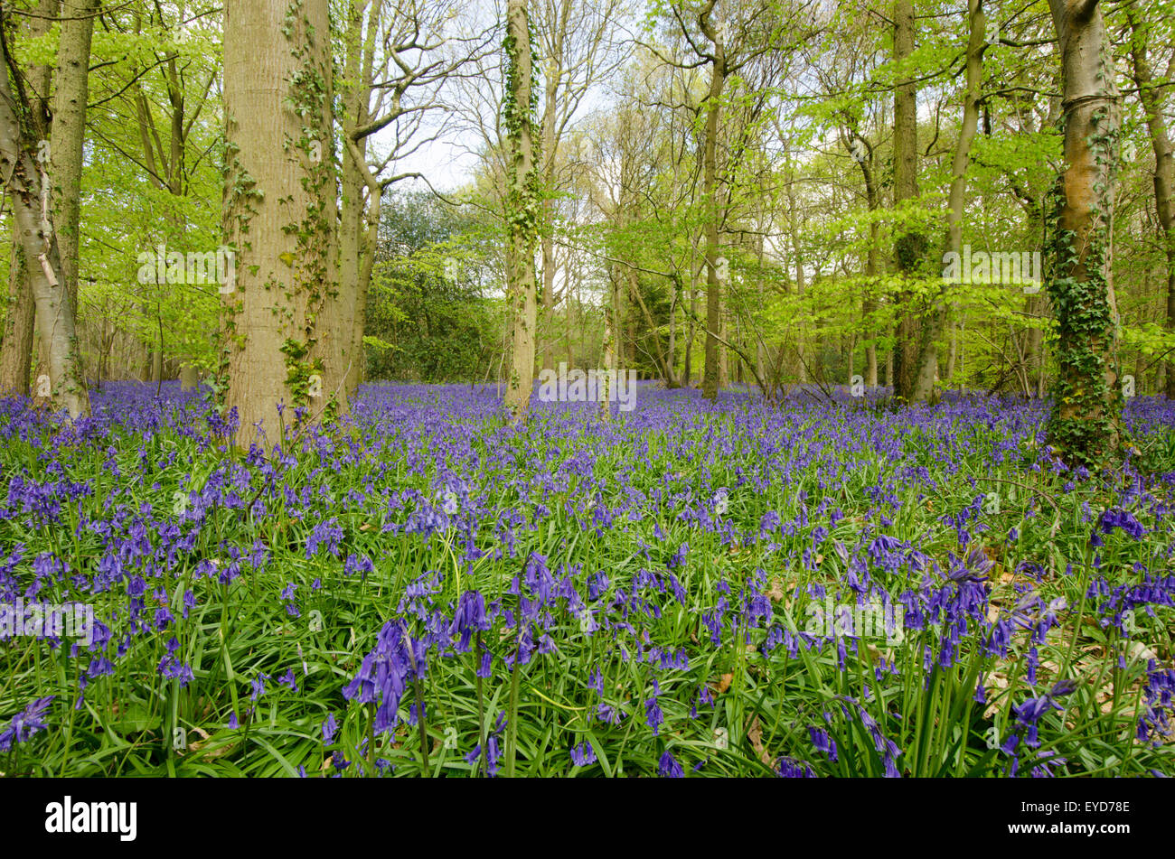 Bluebells in Stoke Wood, West Stoke, near Chichester, West Sussex, UK. April. Mixed woodland. Stock Photo