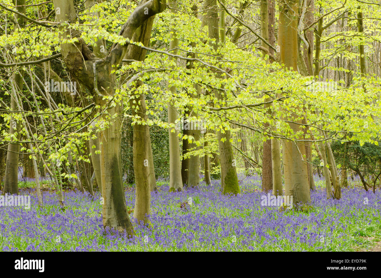 Bluebells in Stoke Wood, West Stoke, near Chichester, West Sussex, UK. April. Mixed woodland. Stock Photo