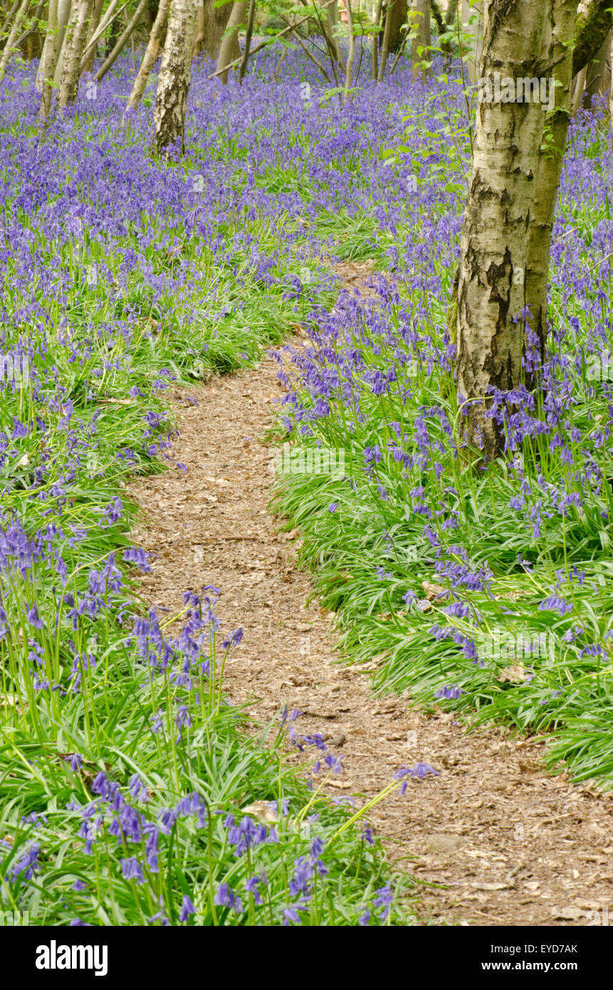 Bluebells in Stoke Wood, West Stoke, near Chichester, West Sussex, UK. April. Mixed woodland. Stock Photo