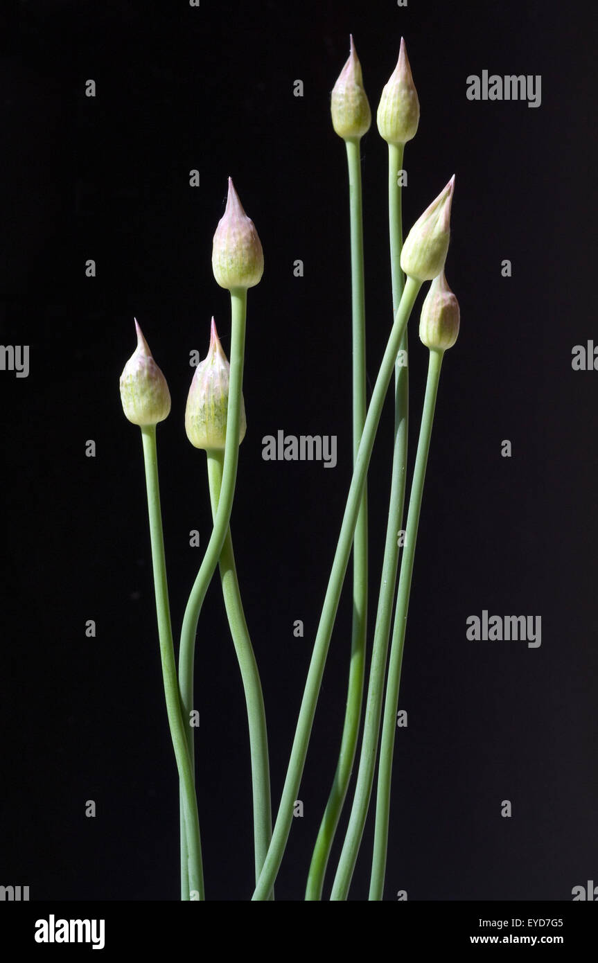 Zierlauchknospen, Allium, Knospe, Stock Photo