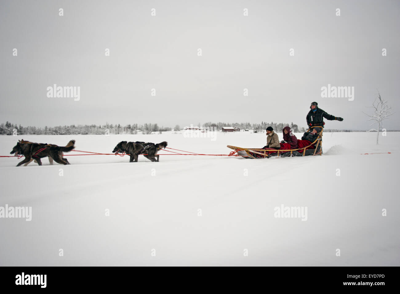Husky Sled Tour At The Polar Speed Husky Farm, Levi, Lapland, Finland Stock  Photo - Alamy
