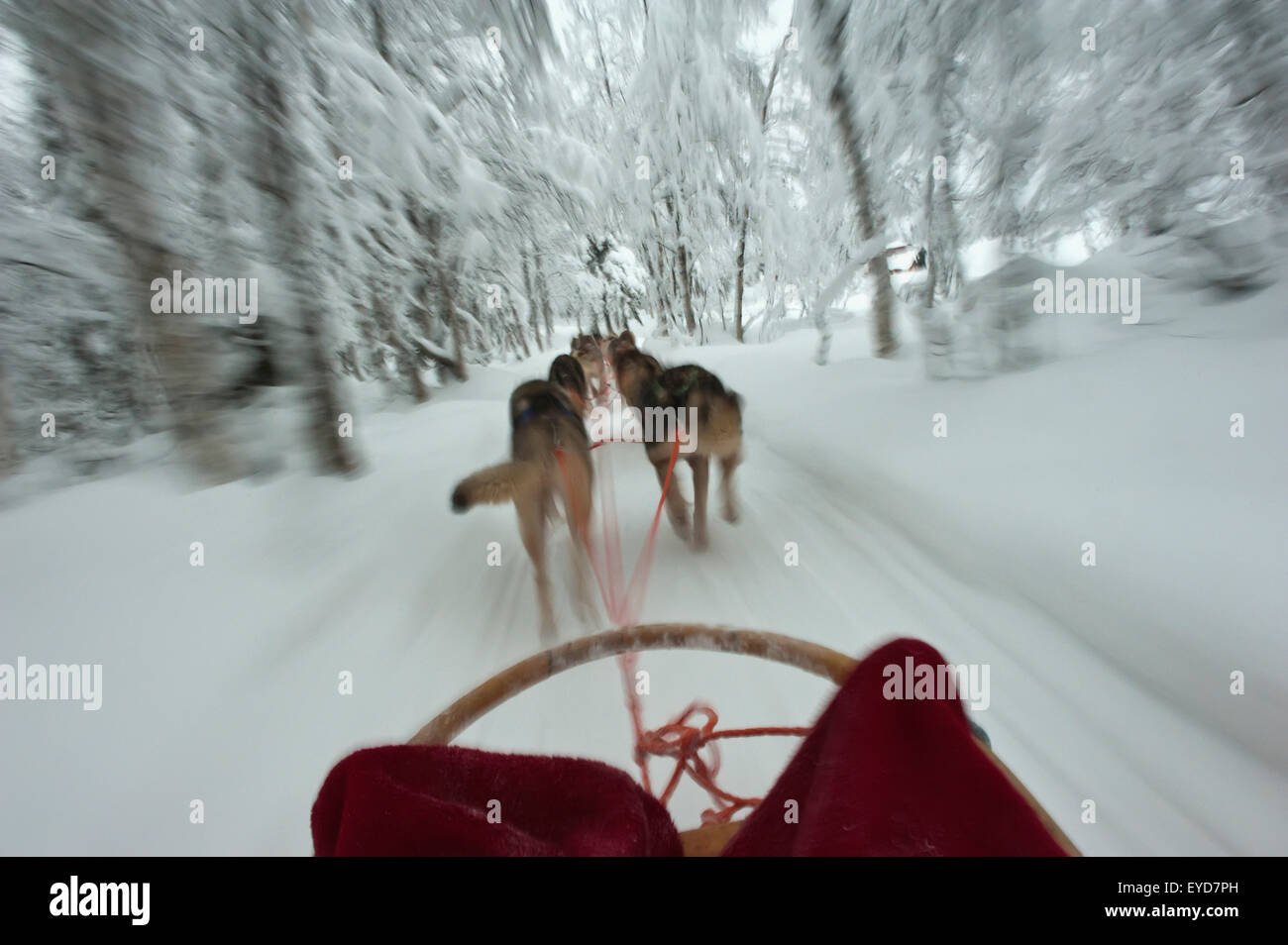 Husky Sled Tour At The Polar Speed Husky Farm, Levi, Lapland, Finland