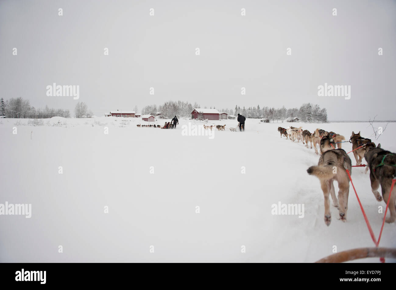 Husky Sled Tour At The Polar Speed Husky Farm, Levi, Lapland, Finland