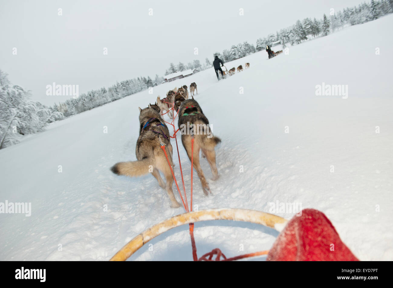 Husky Sled Tour At The Polar Speed Husky Farm, Levi, Lapland, Finland