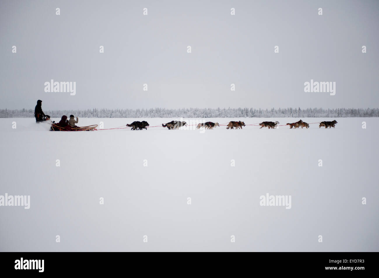 Husky Sled Tour At The Polar Speed Husky Farm, Levi, Lapland, Finland