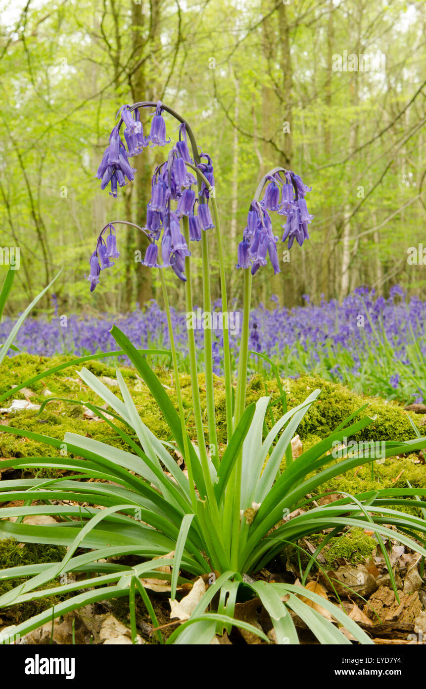 Bluebells in Stoke Wood, West Stoke, near Chichester, West Sussex, UK. April. Mixed woodland. Stock Photo