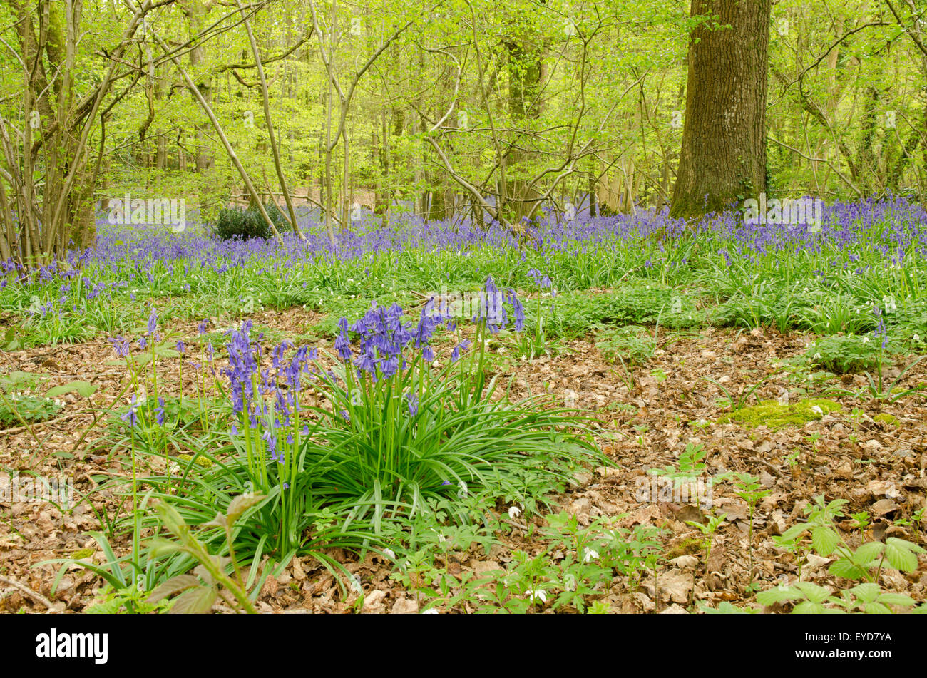 Bluebells in Stoke Wood, West Stoke, near Chichester, West Sussex, UK. April. Mixed woodland. Stock Photo