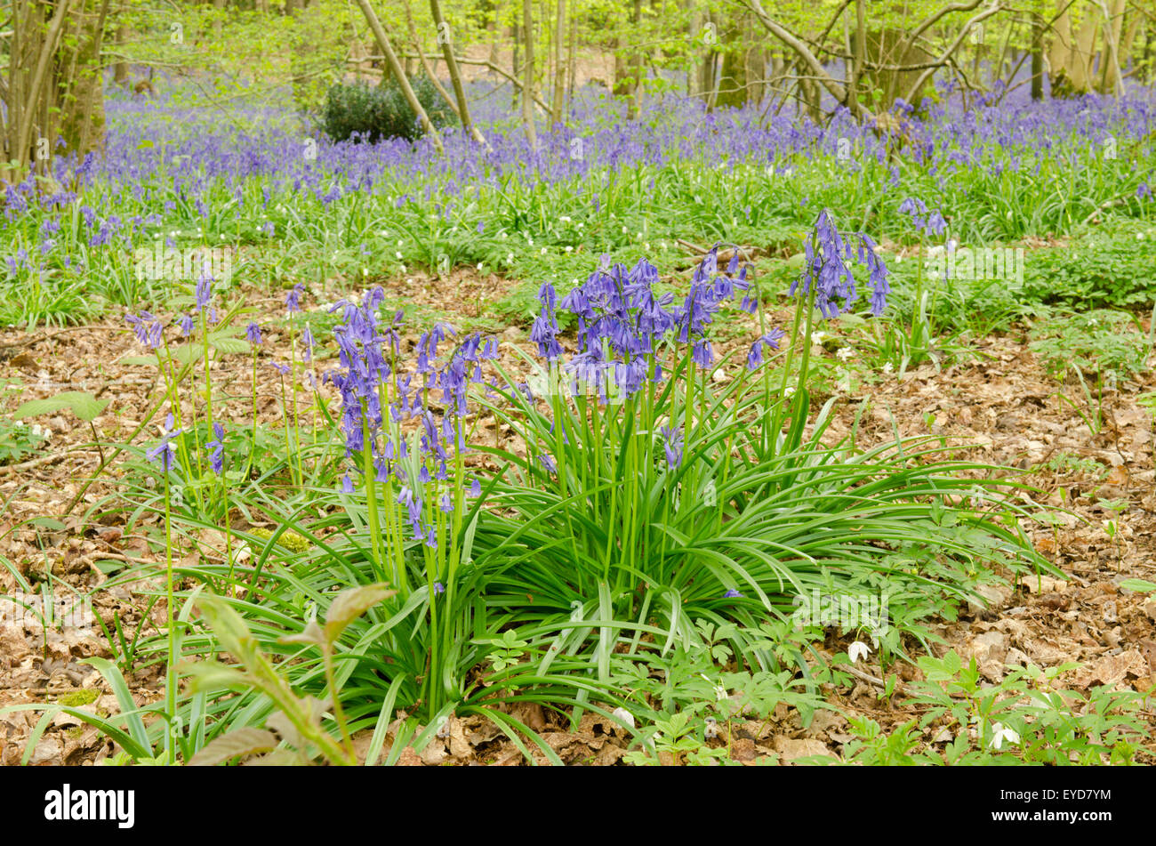 Bluebells in Stoke Wood, West Stoke, near Chichester, West Sussex, UK. April. Mixed woodland. Stock Photo