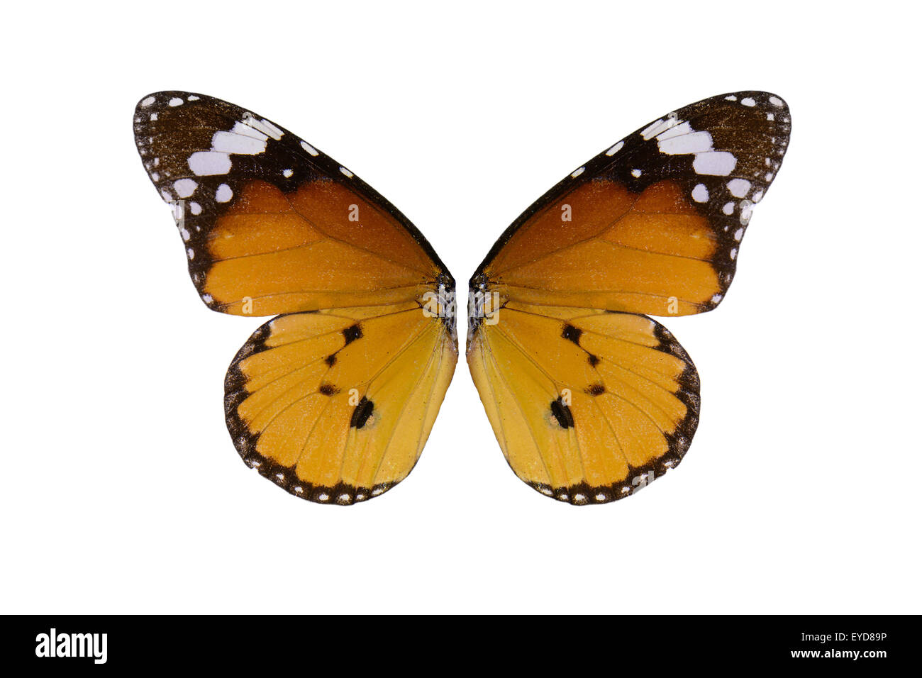 Beautiful wing detail of Plain Tiger Butterfly (Danaus chrysippus) Stock Photo