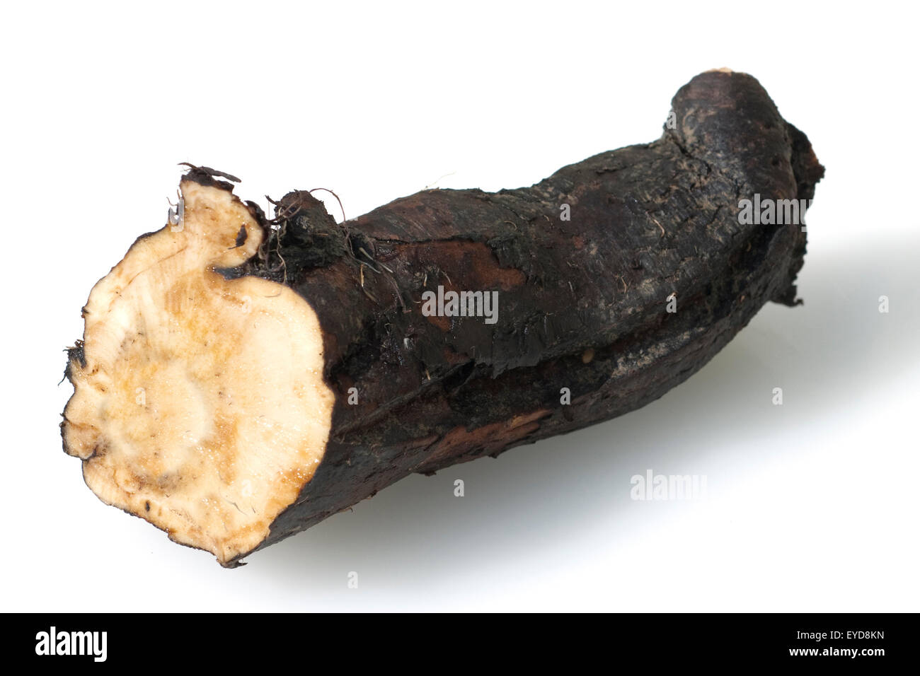 Beinwellwurzel, Symphytum; officinale Stock Photo