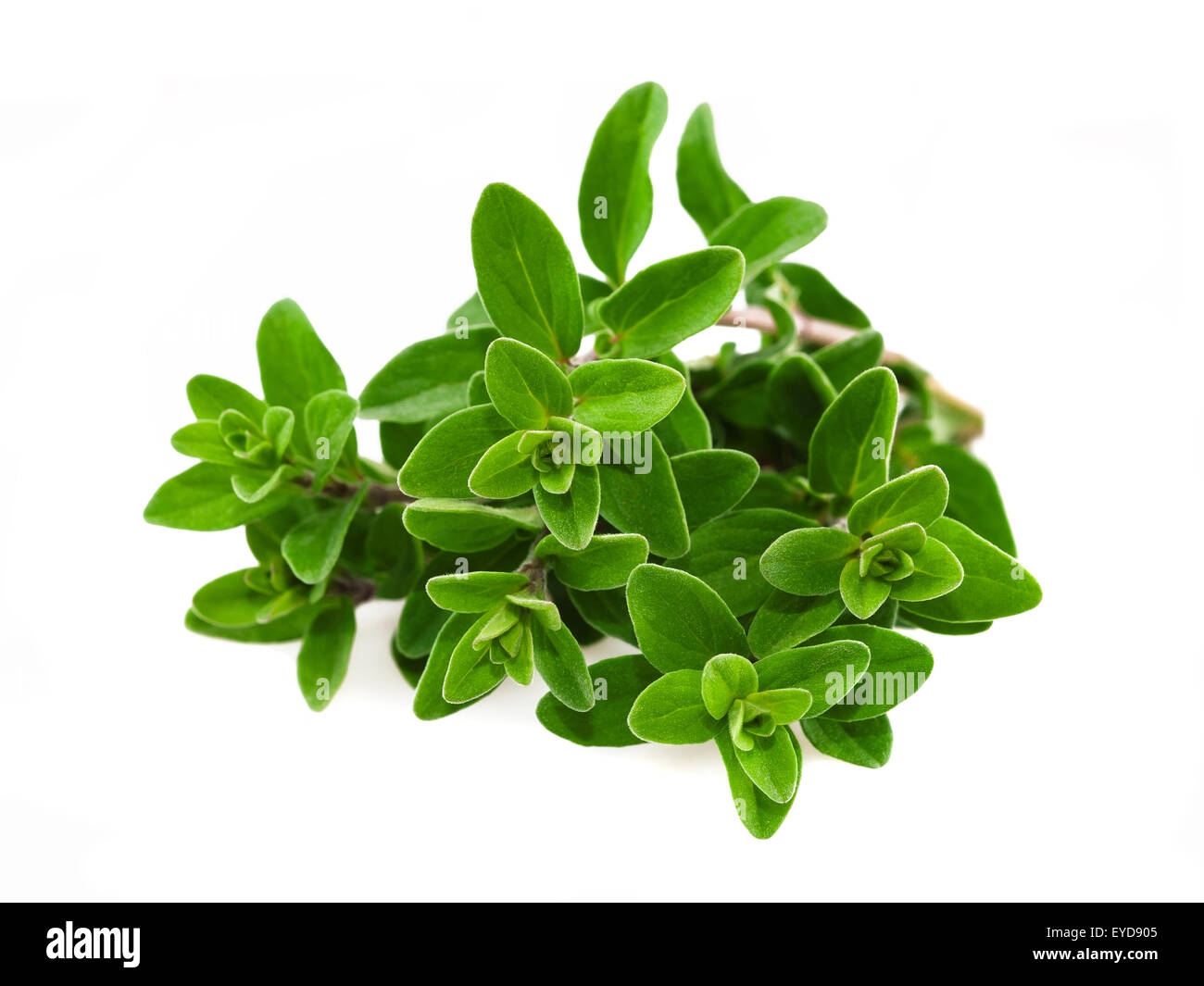 Bunch of marjoram isolated on white Stock Photo Alamy