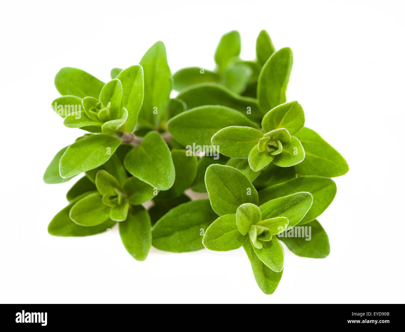 Bunch of marjoram isolated on white Stock Photo Alamy