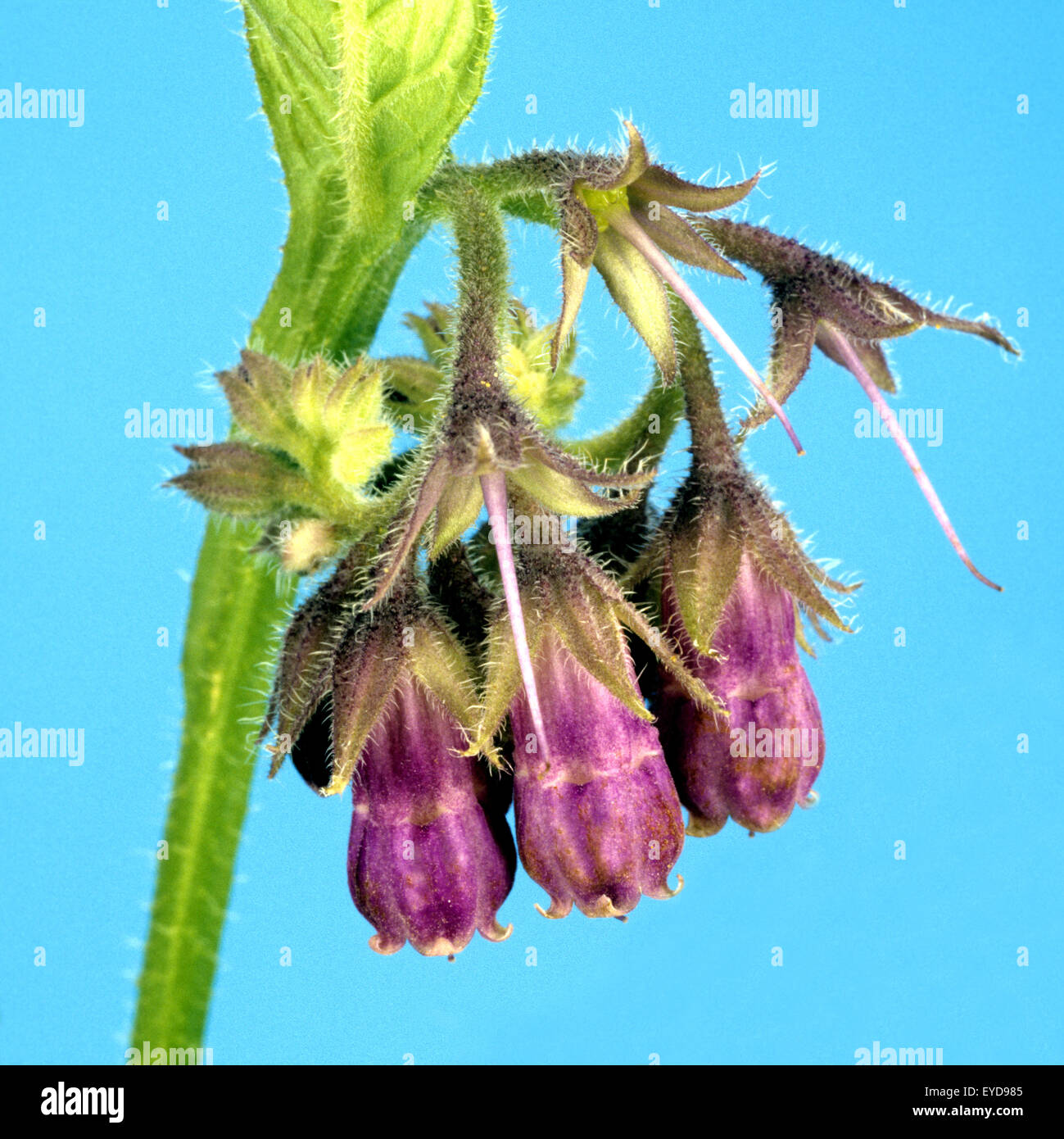 Beinwell, Symphytum, officinale, Heilpflanze Stock Photo - Alamy