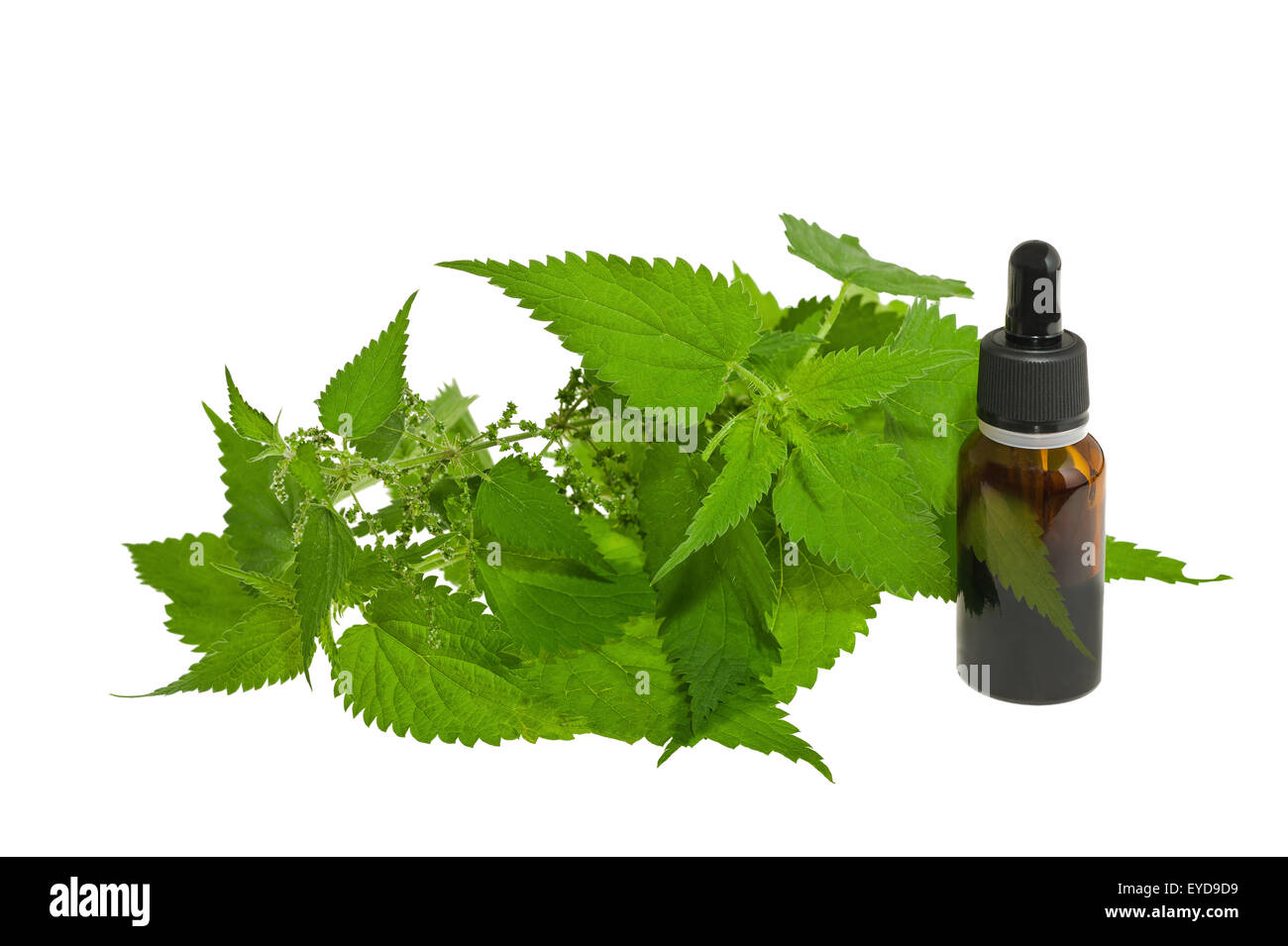 Мацерат крапивы. Экстракт масляный крапивы. Экстракт корня крапивы. Крапива жгучая. Экстракт крапивы двудомной.