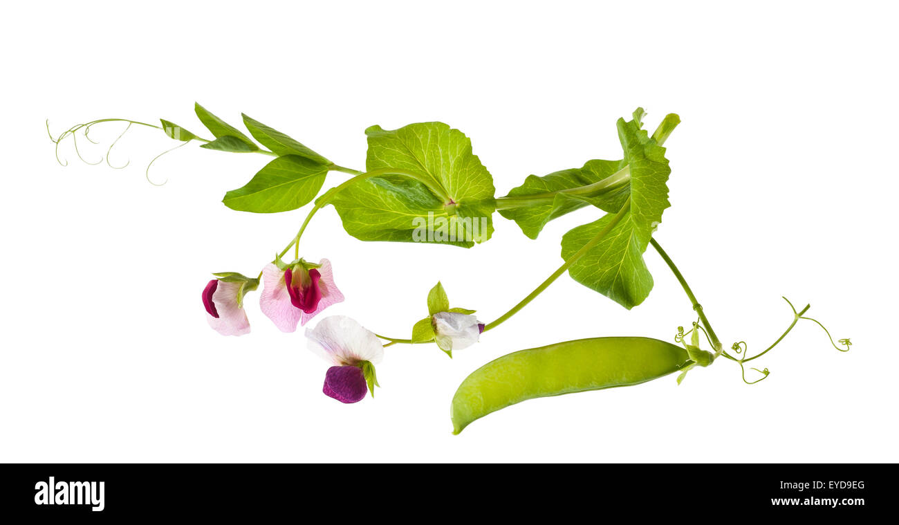 peas flowers with  pod isolated on white Stock Photo