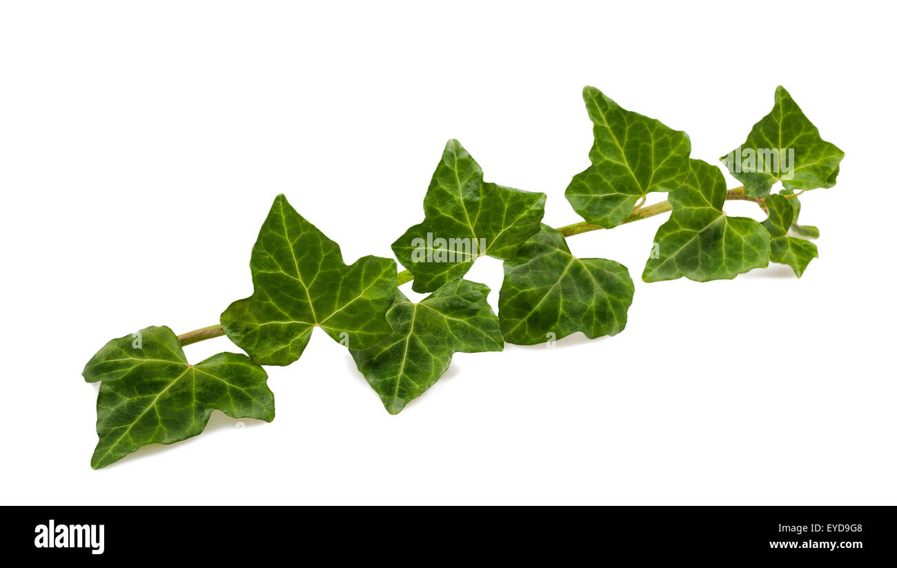 Branch of ivy isolated on white Stock Photo