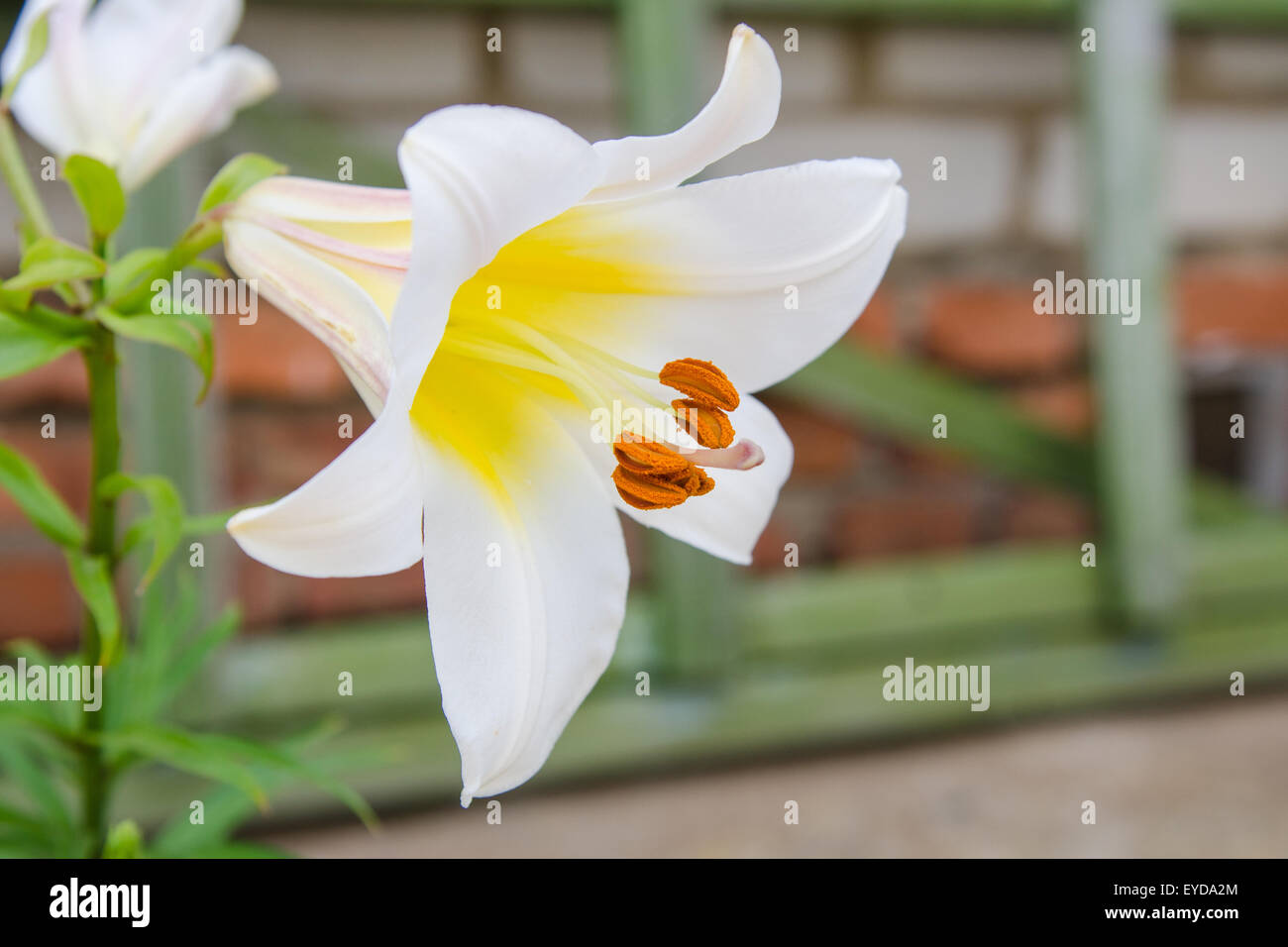 Growing lily flower on a country or a plot Stock Photo Alamy