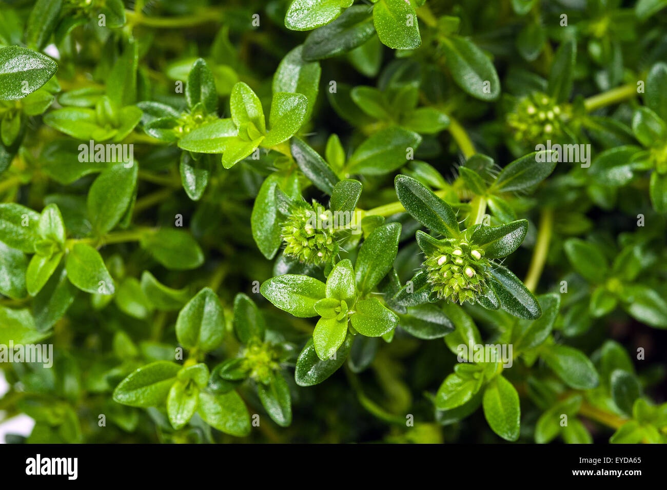 Summer savory background isolated on white Stock Photo