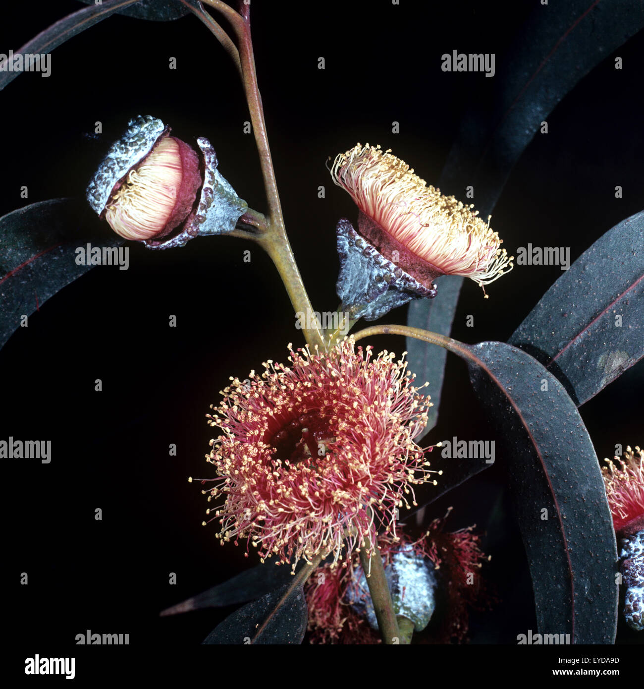 Eukalyptusbluete, Heilpflanzen, Stock Photo