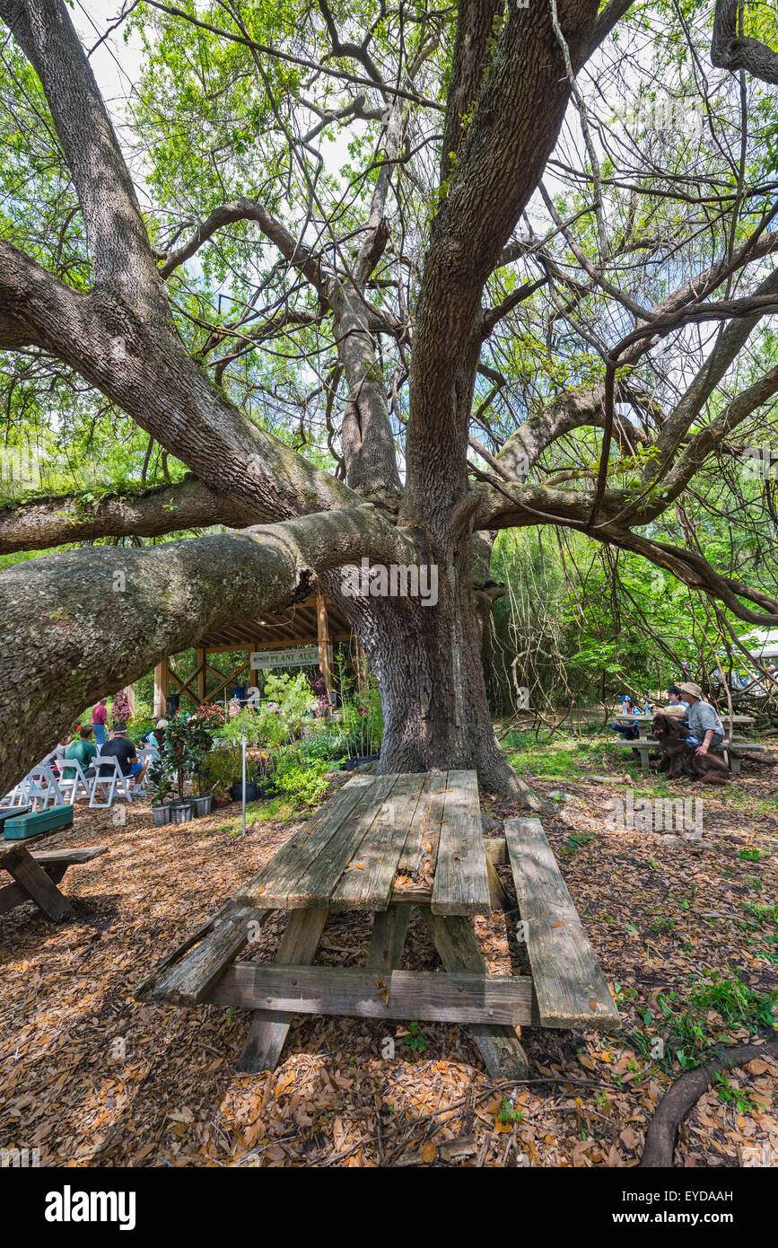 Annual Spring Garden Festival at Kanapaha Botanical Gardens in