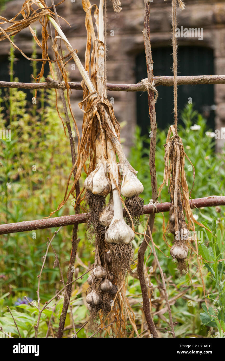 Garlic bulbs hanging out to dry in a garden, UK Stock Photo Alamy