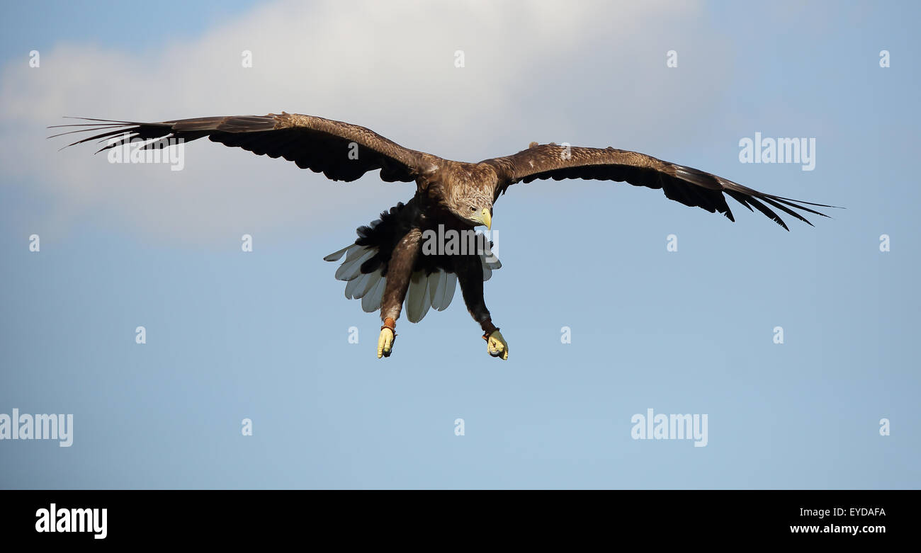 White tailed eagle hi-res stock photography and images - Alamy