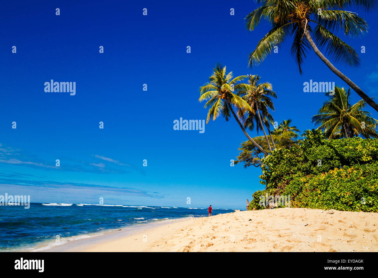 Ocean waves with palm trees hi-res stock photography and images - Alamy