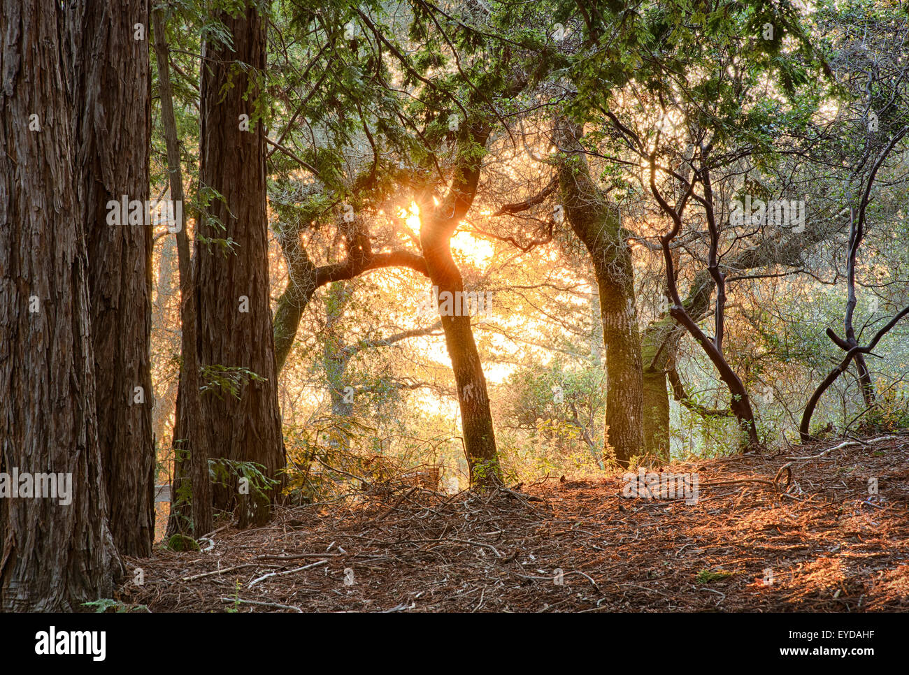 Northern California Landscapes, Sunsets, and Sunrises Stock Photo