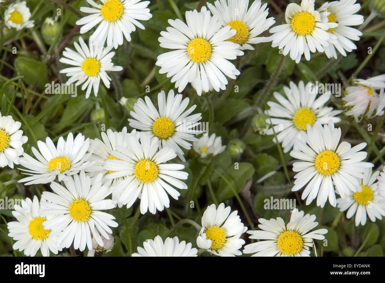 Gaensebluemchen, Bellis, Perennis, Heilpflanzen, Stock Photo