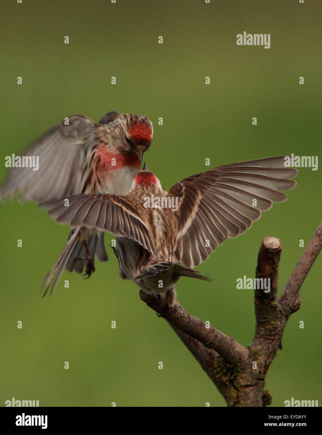 A couple of lovely Lesser Redpoll's, also known simply as Redpoll, fighting in half air and half perched Stock Photo