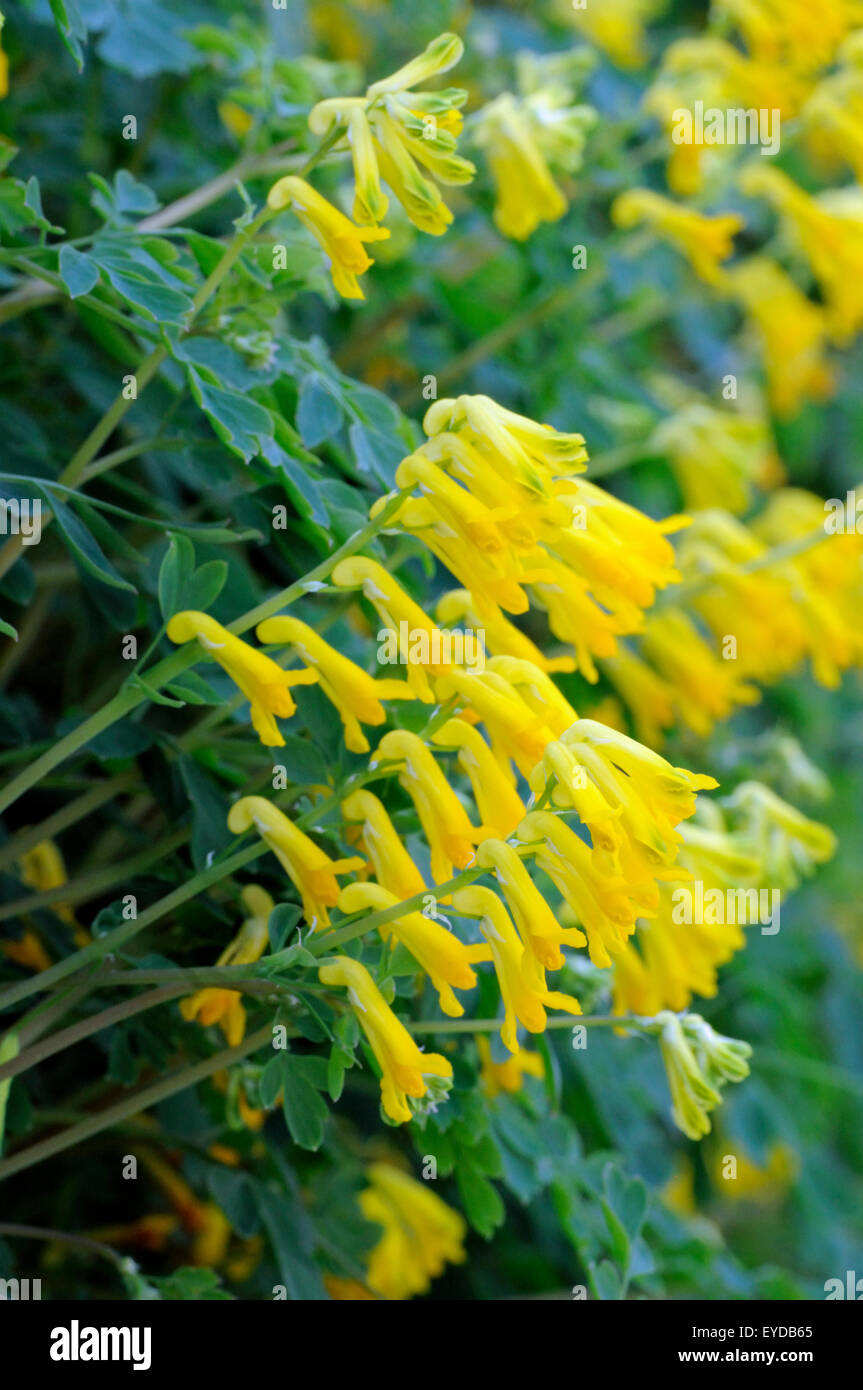 Corydalis lutea - Yellow Corydalis in close up Stock Photo