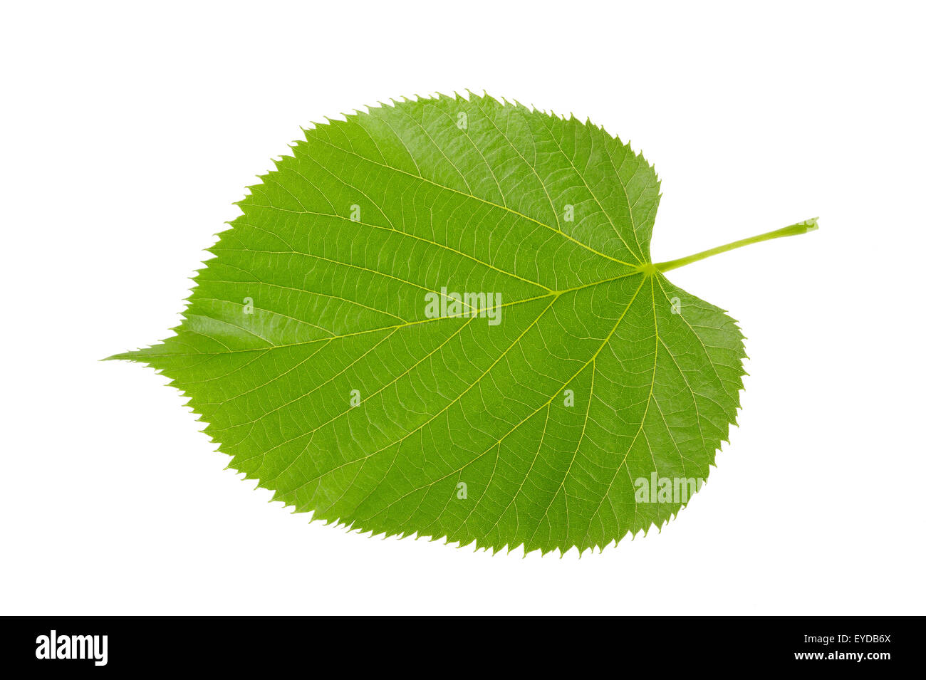 Linden leaf isolated on white background Stock Photo