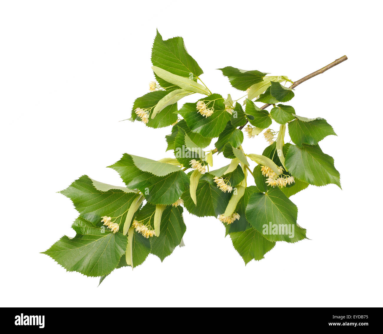 linden branch with flowers isolated on white background Stock Photo