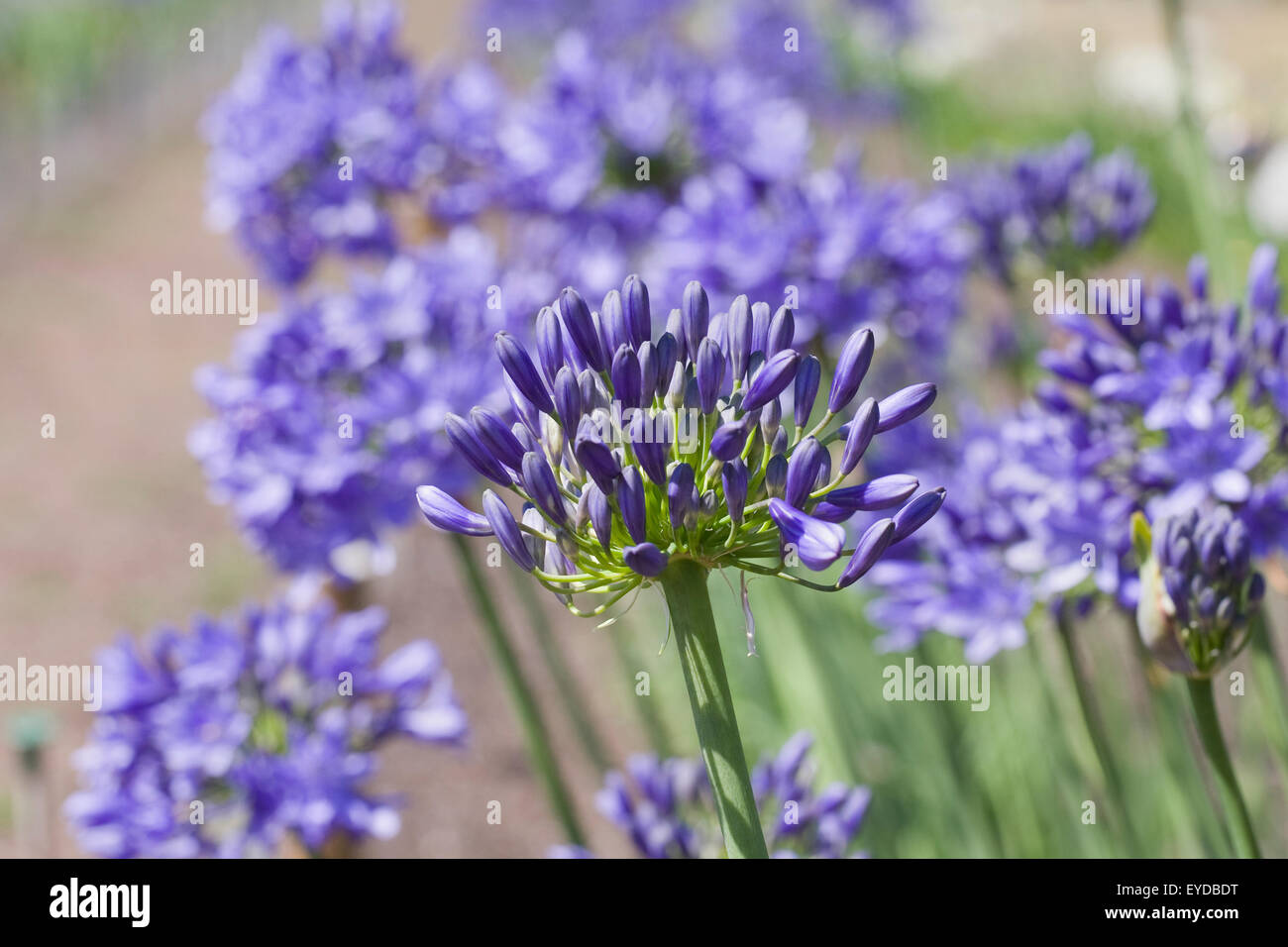 Agapanthus 'Lyn Valley' flowers. Stock Photo
