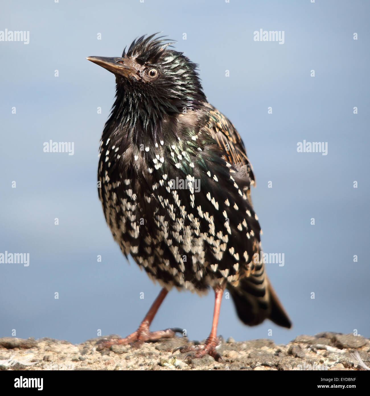 Common Starling, also known as European Starling against a blue sky Stock Photo