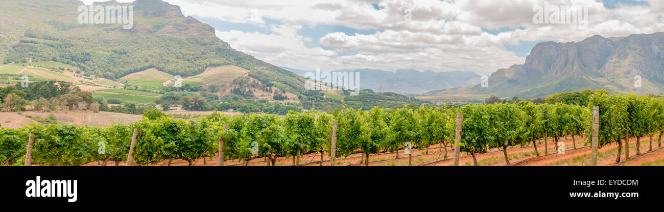 Panoramic view of vineyards near Stellenbosch in the Western Cape Province of South Africa. The Simonsberg mountain is in the ba Stock Photo