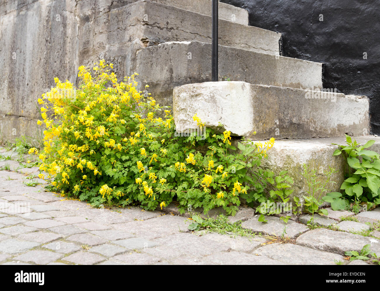 Yellow Flowers by Stone Steps and cobblestone street. Stock Photo