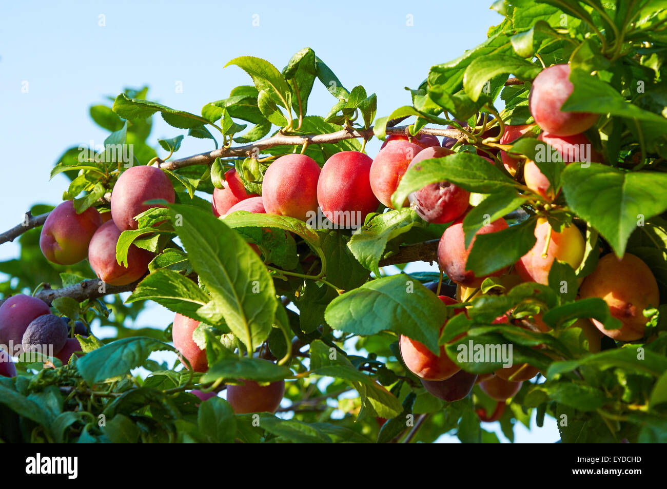 Branch of plum tree with many ripening fruits Stock Photo