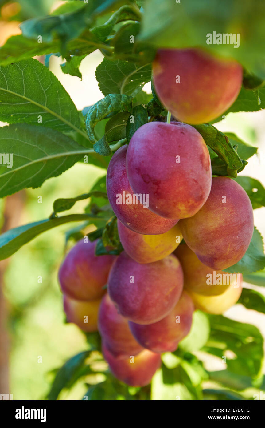 Branch of plum tree with many ripening fruits Stock Photo