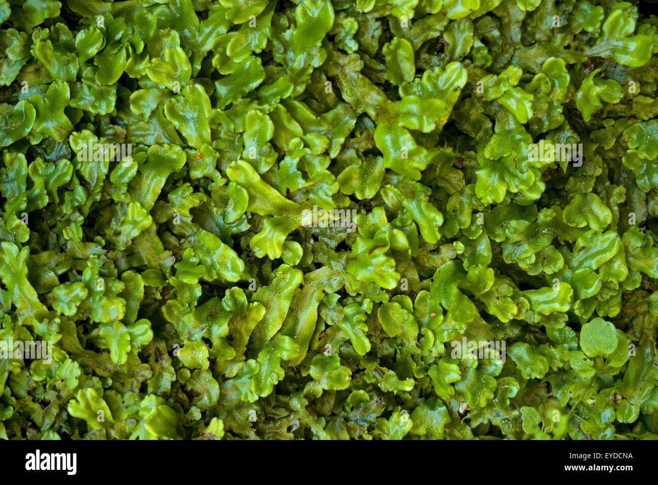 Common Pellia liverwort (Pellia epiphylla) Stock Photo