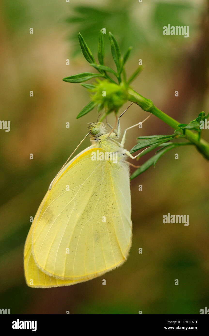 Small White Butterfly (Pieris rapae) 