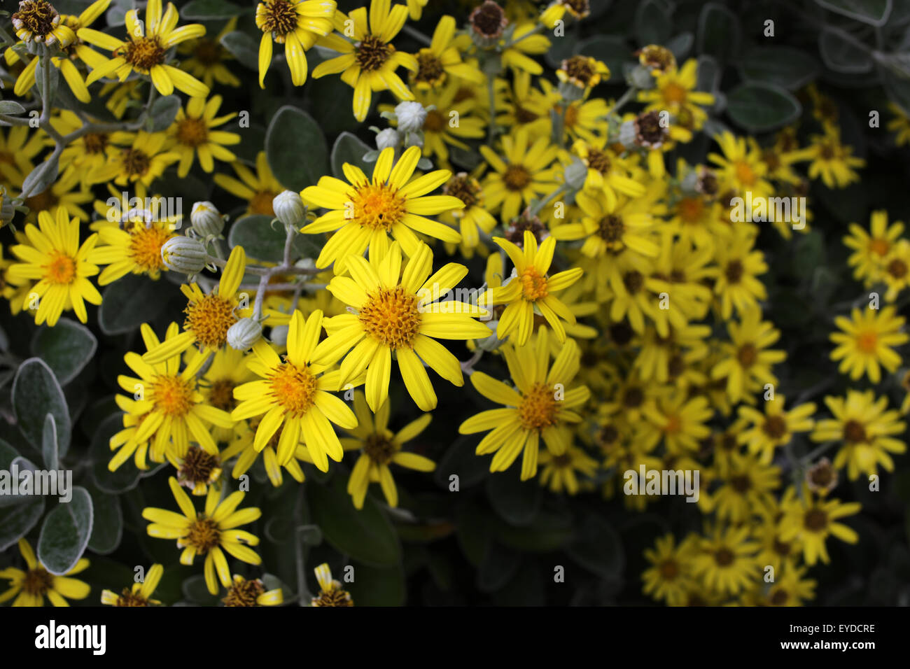Brachyglottis  Dunedin Group 'Sunshine' flowers Stock Photo