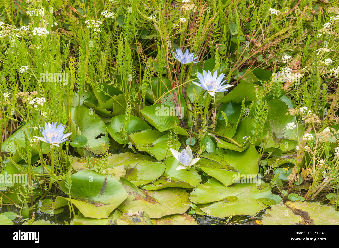 Babylonstoren hires stock photography and images Alamy