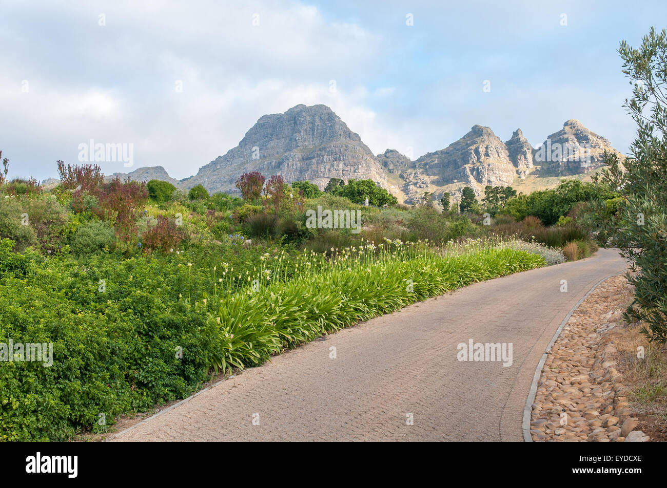 View of a garden near Stellenbosch in the Western Cape Province of South Africa. The Helderberg mountain is in the background Stock Photo