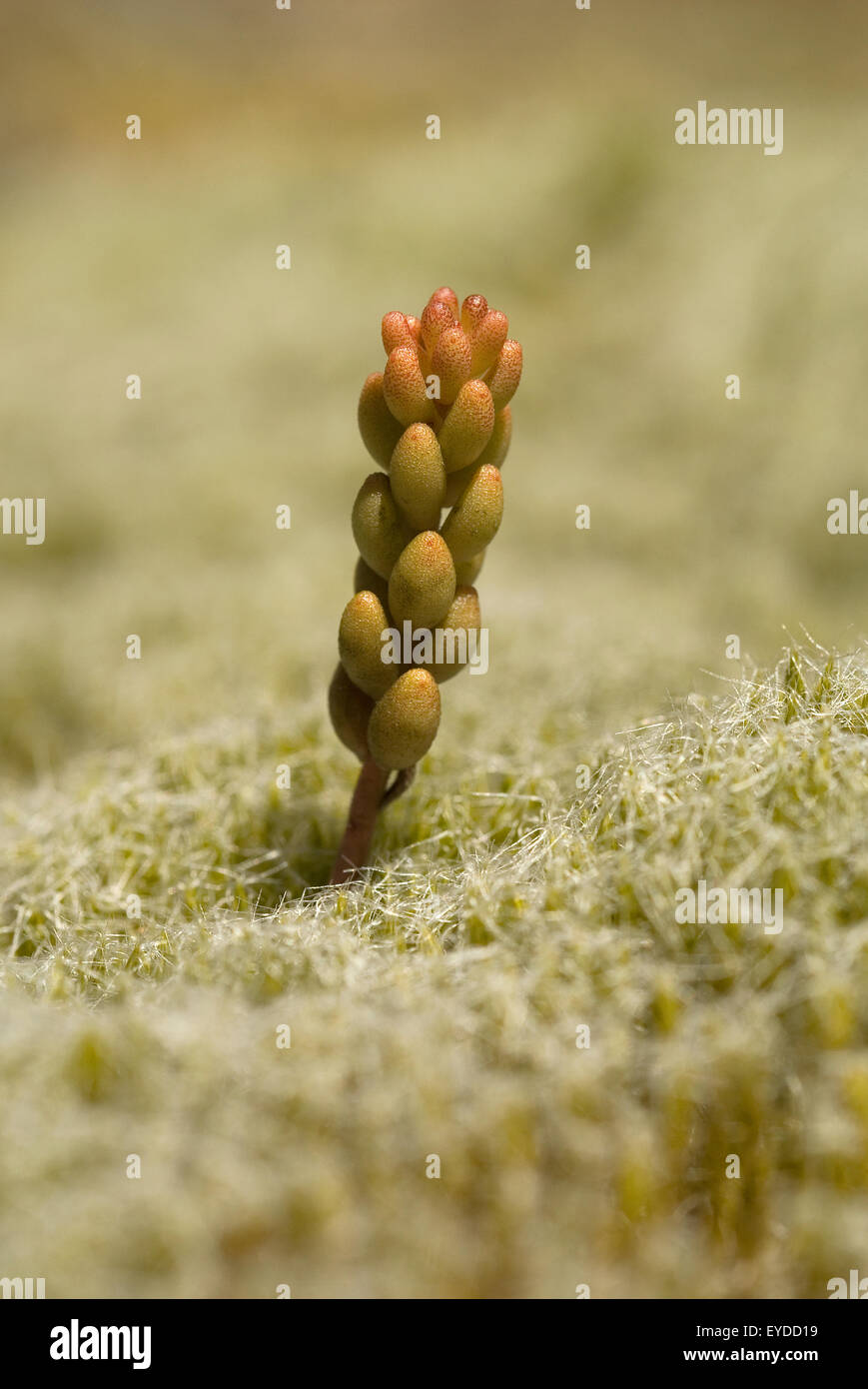 Stonecrop (Sedum sp.) Stock Photo