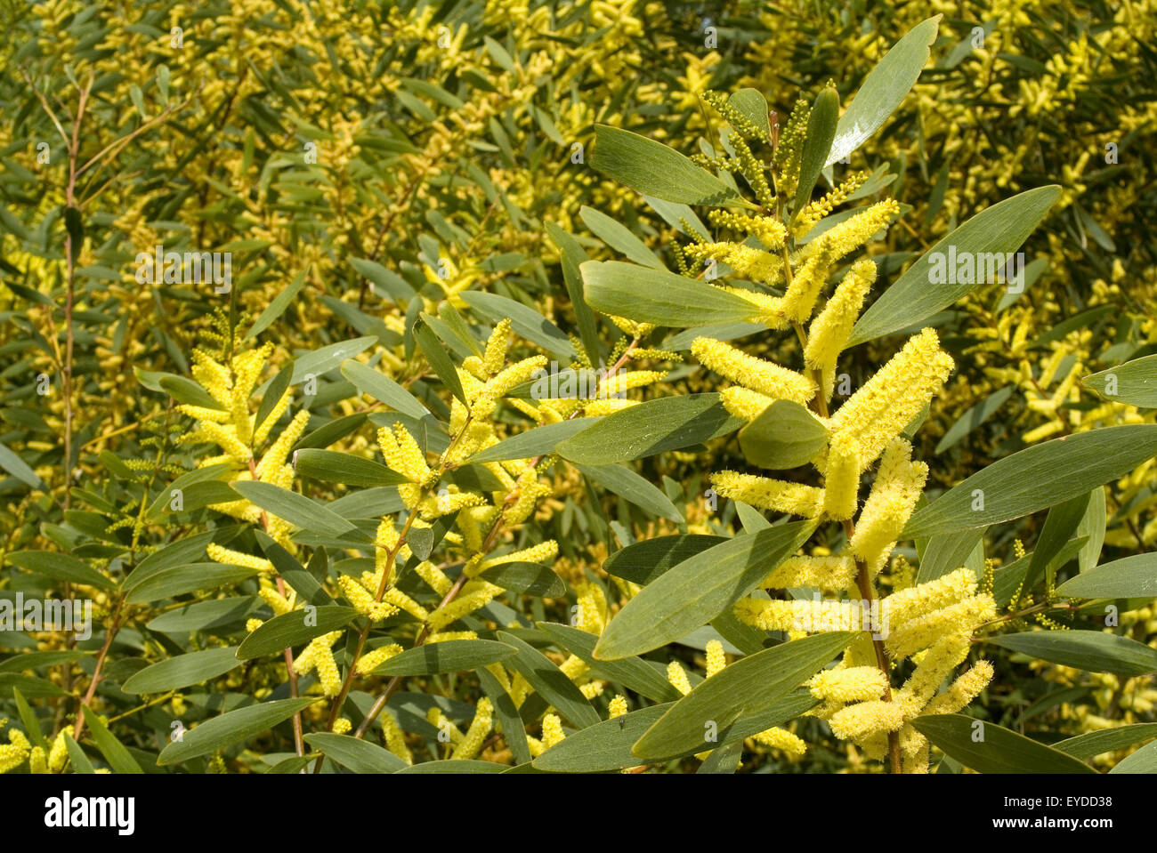 Long-leaved wattle, Coast Wattle or Sydney Golden Wattle (Acacia longifolia) Stock Photo