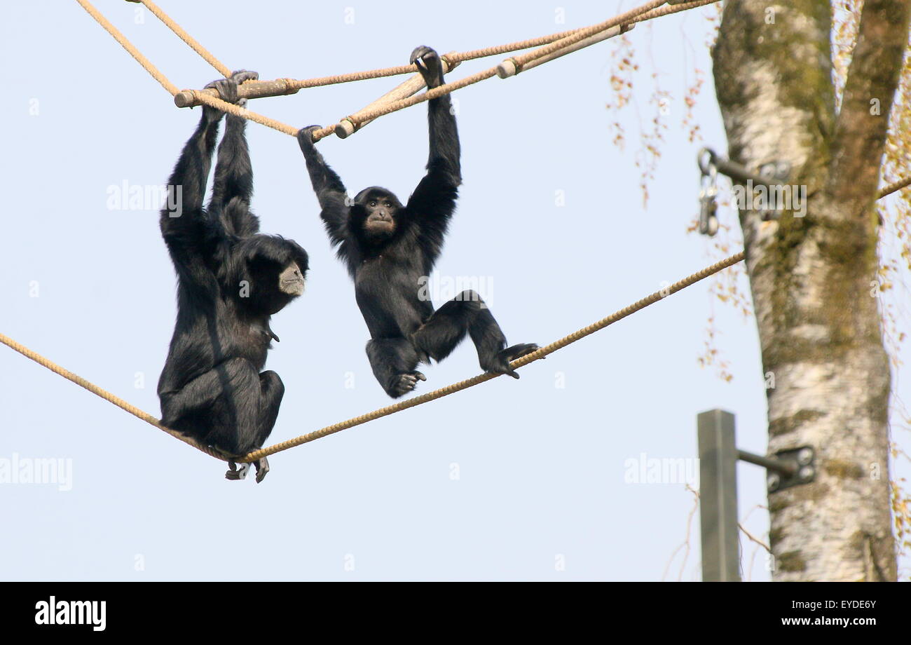 Mother Siamang with her young, walking the ropes (Symphalangus syndactylus, Hylobates S.) at Burgers' Zoo, Arnhem, Holland Stock Photo