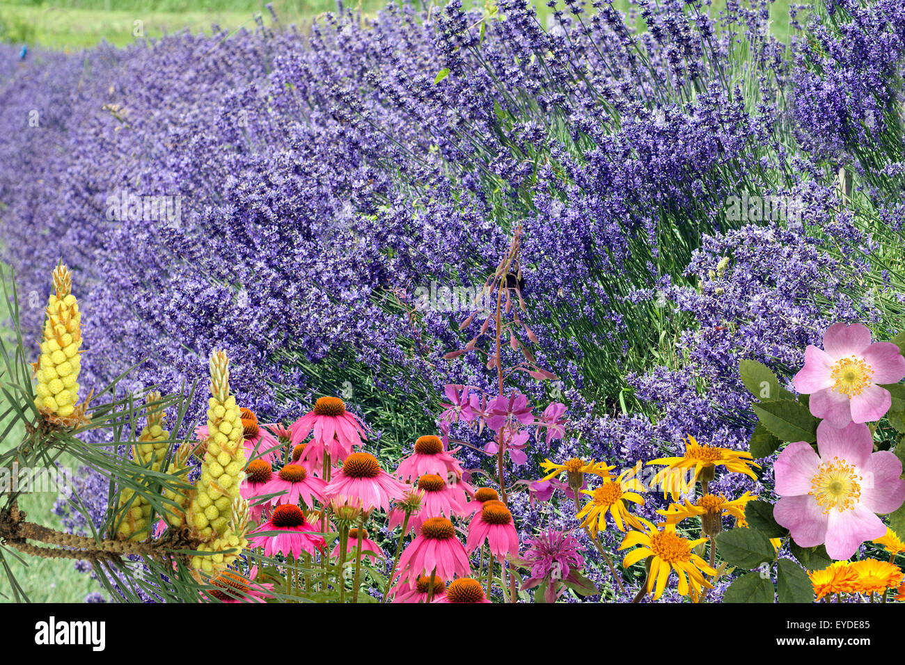 Heilpflanzenarrangement, Lavendel Stock Photo