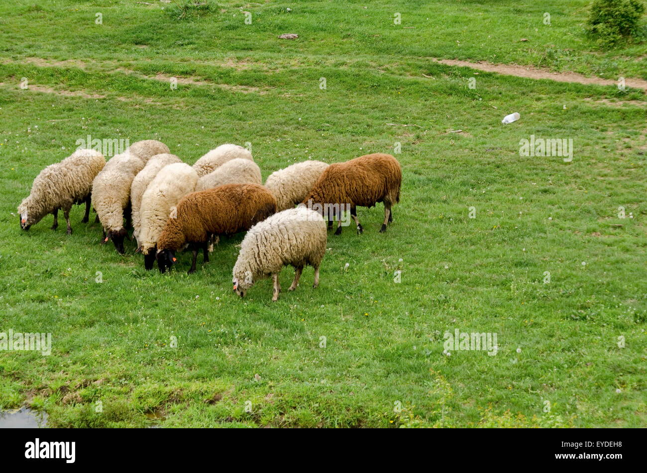 View of field, acacia forest and  group white sheeps, Ludogorie, Bulgaria Stock Photo