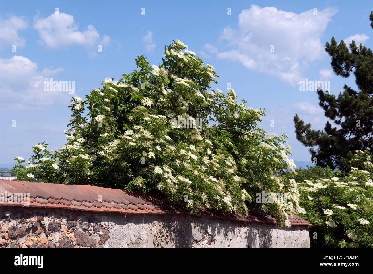 Weisser, Holunder; Haschberg; Holunderbeere; Sambucus, nigra ...